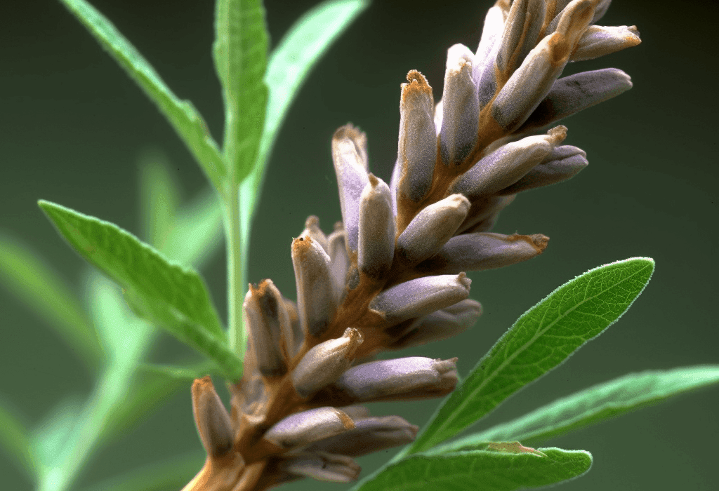 GLYCYR3 - Interstellar Blends