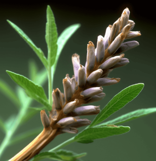 GLYCYR3 - Interstellar Blends