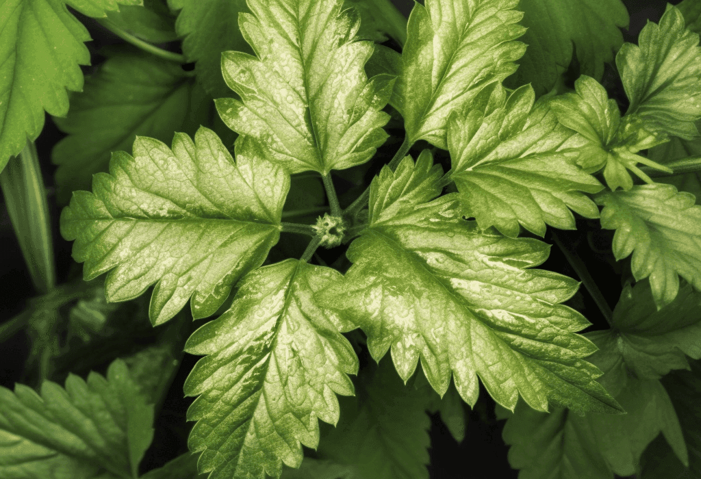 GYNOSTEMMA PENTAPHYLLUM - Interstellar Blends