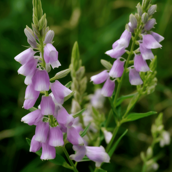 Galega officinalis (Goat’s Rue) – Traditional metabolic herb in Interstellar Blends, supporting blood sugar regulation, insulin sensitivity, and lactation health.