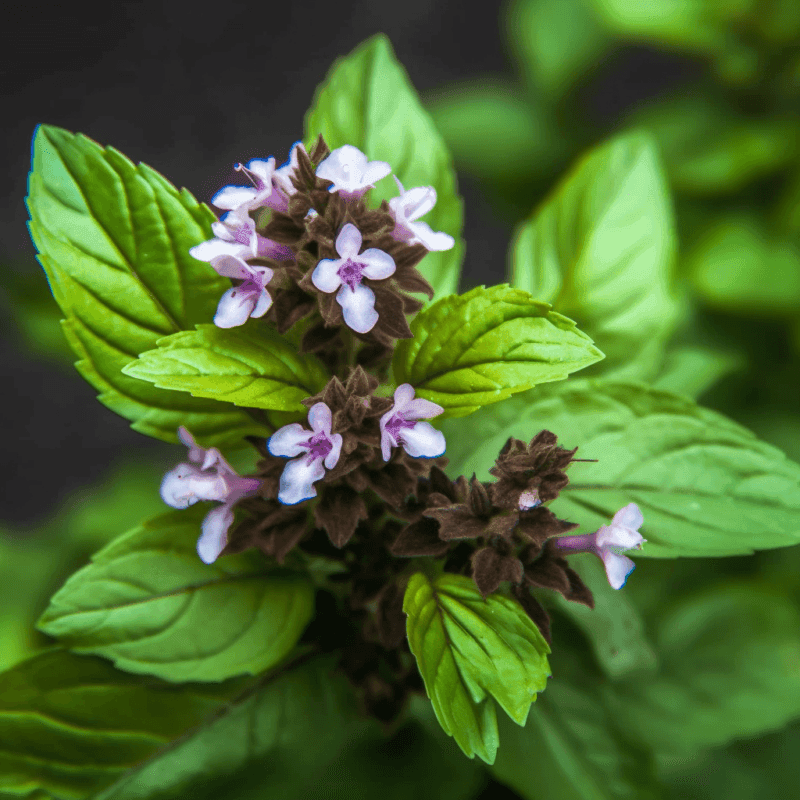 Holy Basil (Ocimum sanctum, Tulsi) – Powerful adaptogen in Interstellar Blends, supporting stress relief, immune function, cognitive clarity, and metabolic balance.