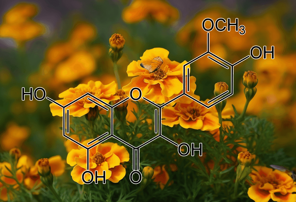 Isorhamnetin (Tagetes lucida) – Antioxidant-rich flavonoid in Interstellar Blends, supporting heart health and inflammation reduction.