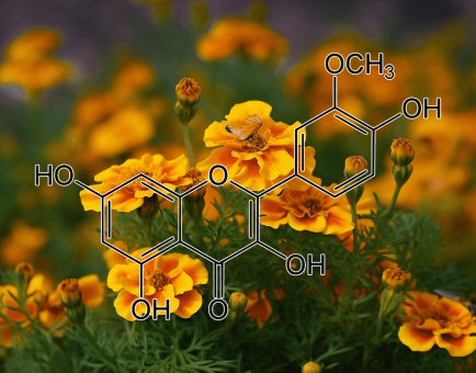 Isorhamnetin (Tagetes lucida) – Antioxidant-rich flavonoid in Interstellar Blends, supporting heart health and inflammation reduction.