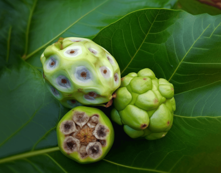 Noni (Morinda citrifolia) – A close-up of Noni fruit, a traditional remedy in Interstellar Blends for immune and digestive support.