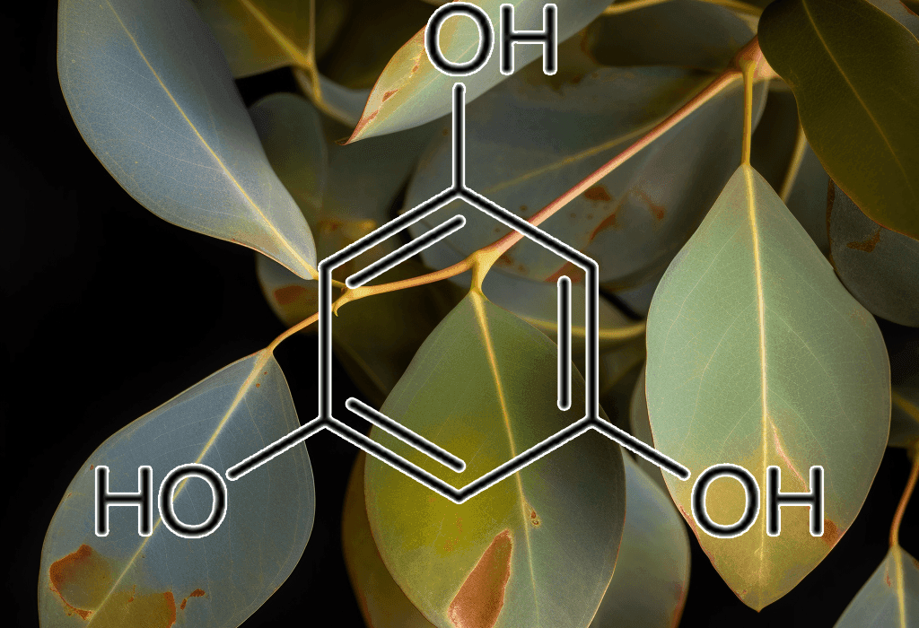 PHLOROGLUCINOL source plant - Interstellar Blends