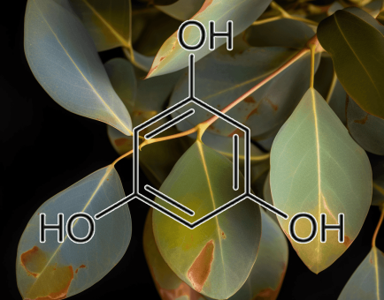 PHLOROGLUCINOL source plant - Interstellar Blends