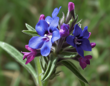 PURPLE2 - Interstellar Blends