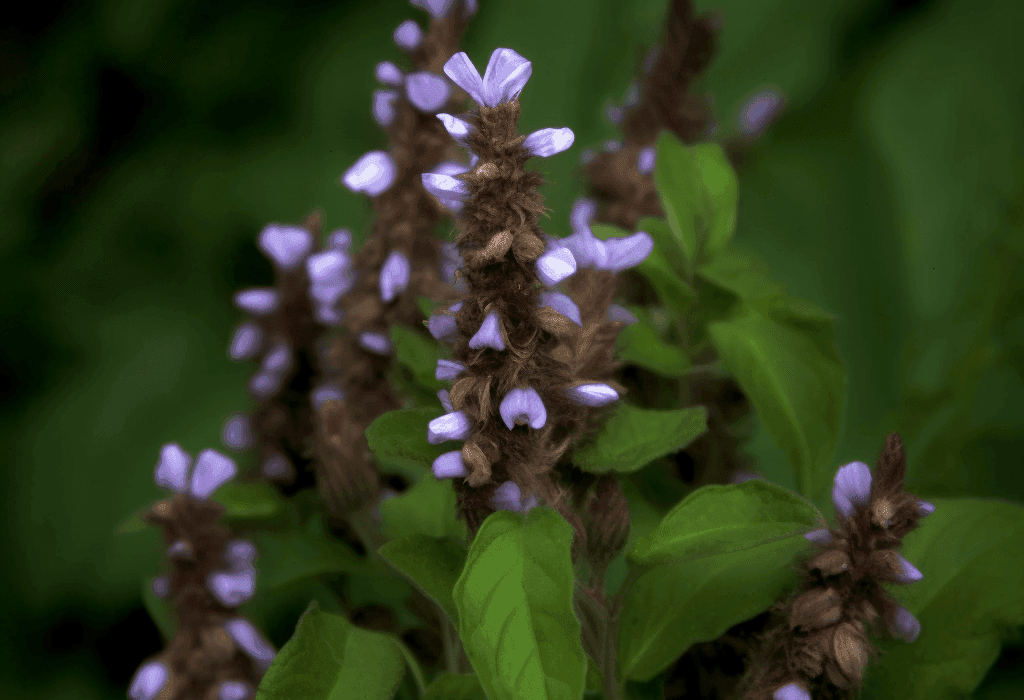 Rabdosia rubescens – A bright depiction of Rabdosia rubescens, a bioactive compound in Interstellar Blends for immune and cellular health.