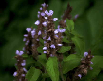 Rabdosia rubescens – A bright depiction of Rabdosia rubescens, a bioactive compound in Interstellar Blends for immune and cellular health.