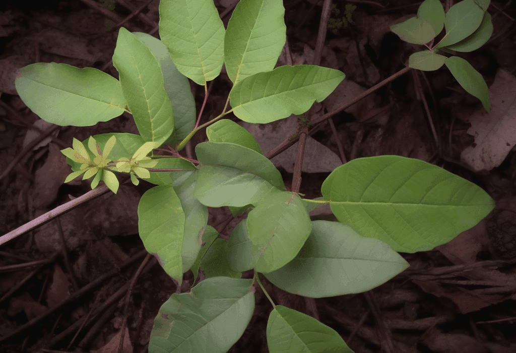 Toxicodendron vernicifluum (Lacquer Tree) bark and leaf illustration, a traditional East Asian medicinal plant featured in Interstellar Blends' herbal formulas, known for its antioxidant, anticancer, and anti-inflammatory properties when properly processed