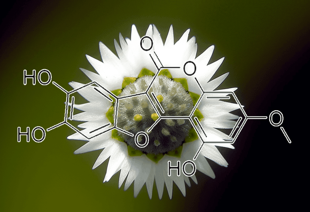 Wedelolactone (Wedelia calendulacea, False Daisy Extract) – Liver-protecting compound in Interstellar Blends, promoting skin and hair health.