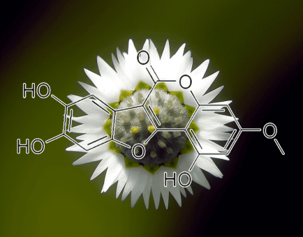 Wedelolactone (Wedelia calendulacea, False Daisy Extract) – Liver-protecting compound in Interstellar Blends, promoting skin and hair health.