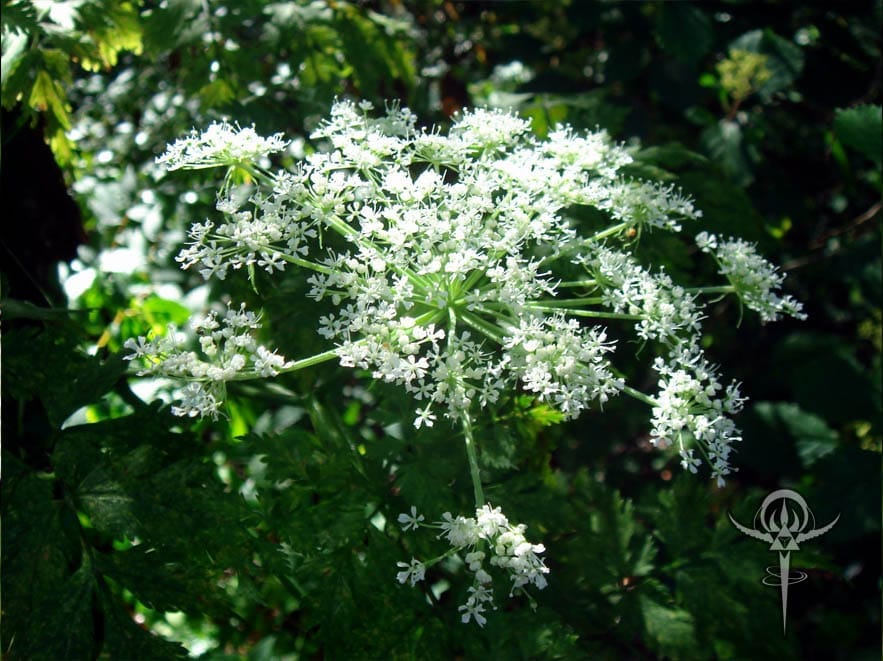 Dang-Gui - Interstellar Blends