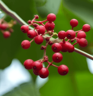 Ampelopsis megalophylla – a powerful adaptogenic herb featured in Interstellar Blends, known for its potential health benefits and use in herbal formulations.