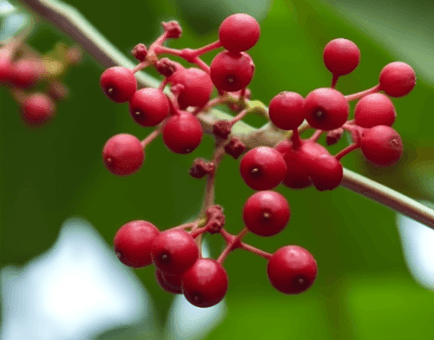 Ampelopsis megalophylla – a powerful adaptogenic herb featured in Interstellar Blends, known for its potential health benefits and use in herbal formulations.