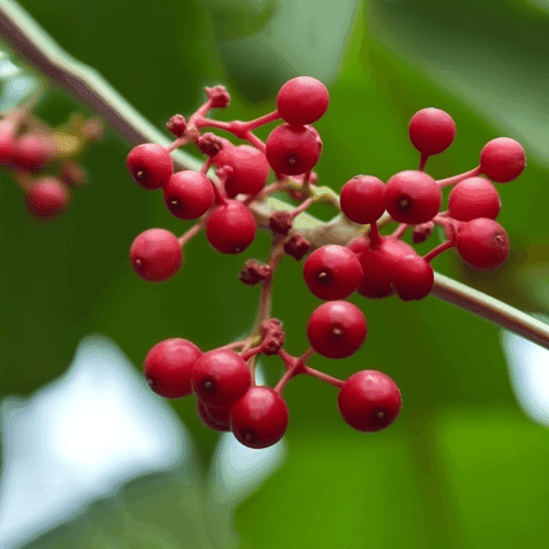 Ampelopsis megalophylla – a powerful adaptogenic herb featured in Interstellar Blends, known for its potential health benefits and use in herbal formulations.