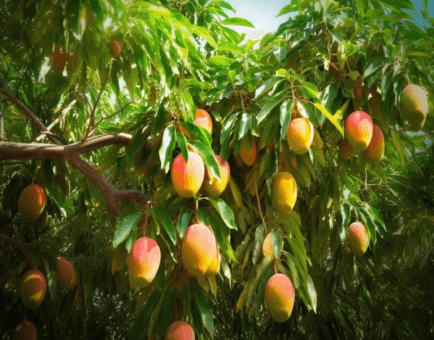 Mangifera Indica plant - Interstellar Blends