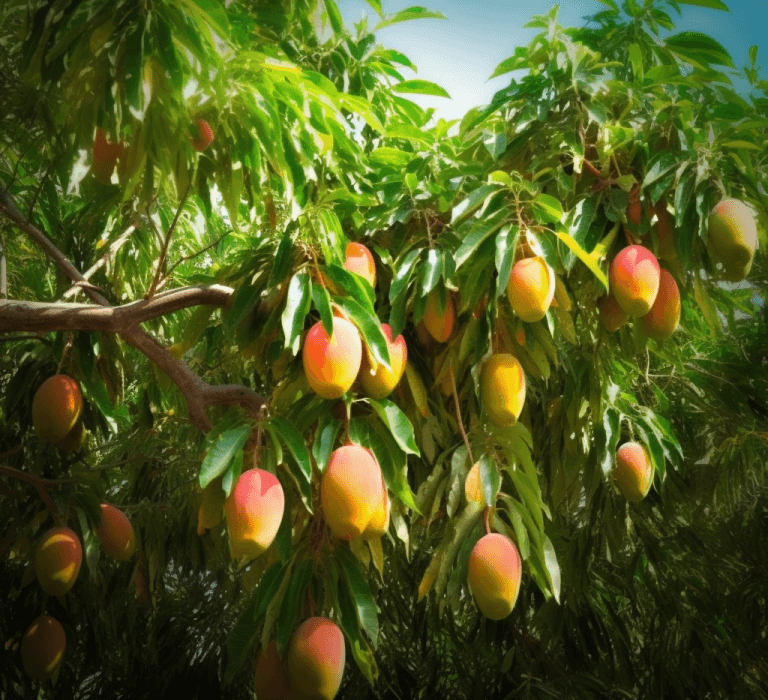 Mangifera Indica plant - Interstellar Blends