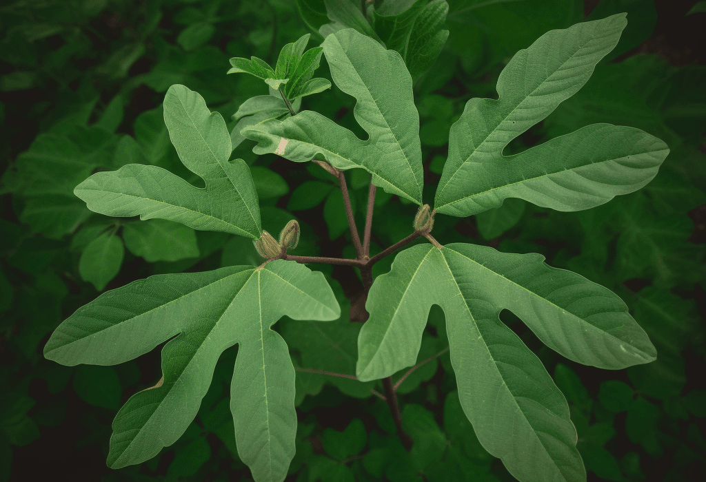 Sassafras albidum leaves and branches – a vibrant medicinal plant known for its aromatic properties and historical use in herbal remedies. Featured on Interstellar Blends, where ancient botanicals meet modern wellness.