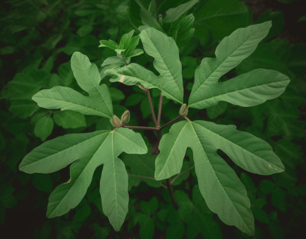 Sassafras albidum leaves and branches – a vibrant medicinal plant known for its aromatic properties and historical use in herbal remedies. Featured on Interstellar Blends, where ancient botanicals meet modern wellness.
