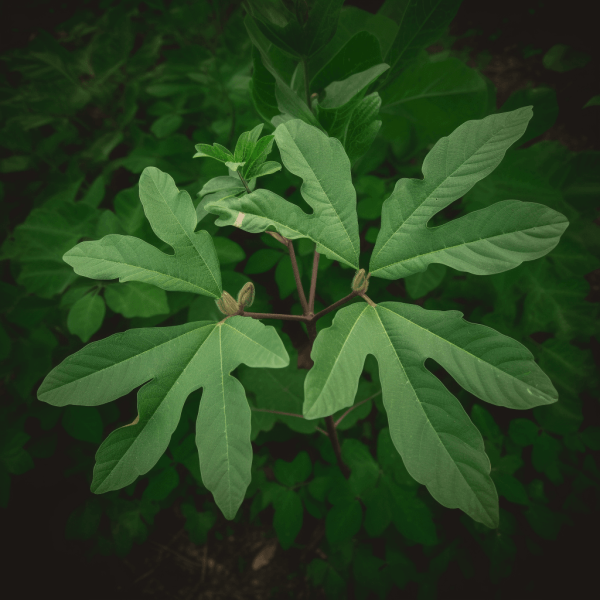 Sassafras albidum leaves and branches – a vibrant medicinal plant known for its aromatic properties and historical use in herbal remedies. Featured on Interstellar Blends, where ancient botanicals meet modern wellness.
