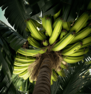 Musa Paradisica -Interstellar Blends