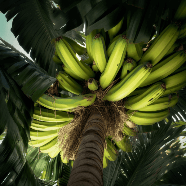 Musa Paradisica -Interstellar Blends
