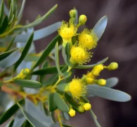 Acacia cyanophylla – Neuroprotective botanical in Interstellar Blends, known for its anti-inflammatory and antioxidant properties, supporting brain health and cognitive function.
