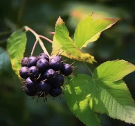 Acanthopanax senticosus (Siberian Ginseng, Eleuthero) – Adaptogenic herb in Interstellar Blends, enhancing stamina, immune function, and stress resilience.