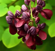 Akebia quinata (Chocolate Vine) – Traditional medicinal vine in Interstellar Blends, supporting kidney health, circulation, and anti-inflammatory benefits.