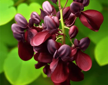 Akebia quinata (Chocolate Vine) – Traditional medicinal vine in Interstellar Blends, supporting kidney health, circulation, and anti-inflammatory benefits.