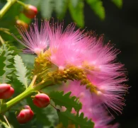 Albizia richardiana – Mood-enhancing and adaptogenic herb in Interstellar Blends, supporting stress relief, emotional balance, and cognitive function.