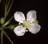 Alisma orientalis (Sam) – A bright image of Alisma orientalis, a key ingredient in Interstellar Blends for kidney health and detoxification.