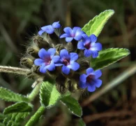 Alkanna tinctoria (Dyer's Alkanet) – A vibrant medicinal plant with deep red roots, traditionally used for its potent antioxidant and anti-inflammatory properties. Featured on Interstellar Blends, where ancient herbal wisdom meets cutting-edge wellness.