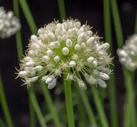 Allium tuberosum (Chinese Chives, Garlic Chives) – Nutrient-rich herb in Interstellar Blends, supporting cardiovascular health, digestion, and immune function.