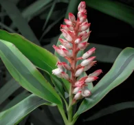 Alpinia officinarum – Powerful anti-inflammatory herb in Interstellar Blends, aiding digestion, improving circulation, and supporting joint health.
