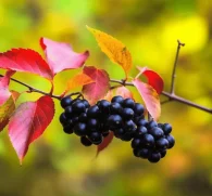 Aronia melanocarpa (Black Chokeberry) – Antioxidant powerhouse in Interstellar Blends, supporting cardiovascular health, immune function, and cellular protection.
