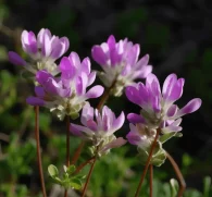 Astragalus membranaceus (Huang Qi, Milk Vetch Root) – Powerful adaptogen in Interstellar Blends, supporting immune function, energy levels, and longevity.