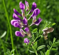 A close-up of Astragalus, a crucial ingredient in Interstellar Blends for immune modulation and longevity.
