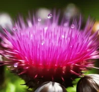 Atractylodes Root (Atractylodes macrocephala) – Traditional Chinese herb in Interstellar Blends, supporting digestion, immune function, and energy balance.