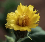 Azanza garckeana (Snot Apple, Mutohwe Fruit) – Traditional African superfruit in Interstellar Blends, rich in antioxidants, supporting digestion, immune health, and energy balance.