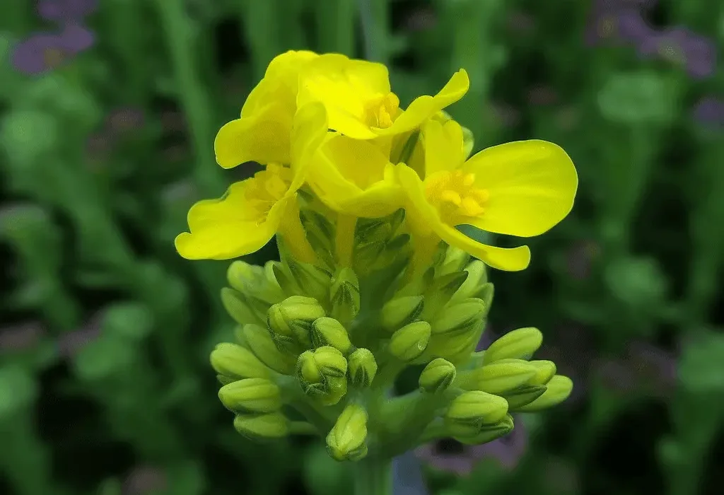 Brassica rapa (Turnip, Bok Choy, Napa Cabbage) – Cruciferous vegetable in Interstellar Blends, supporting liver detoxification, immune function, and hormonal balance.