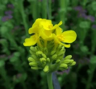 Brassica rapa (Turnip, Bok Choy, Napa Cabbage) – Cruciferous vegetable in Interstellar Blends, supporting liver detoxification, immune function, and hormonal balance.