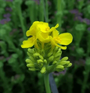 Brassica rapa (Turnip, Bok Choy, Napa Cabbage) – Cruciferous vegetable in Interstellar Blends, supporting liver detoxification, immune function, and hormonal balance.