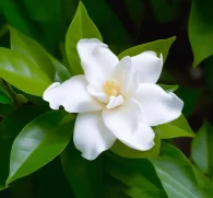 Cape Jasmine – Liver-cleansing ingredient in Interstellar Blends, promoting bile flow and skin health.