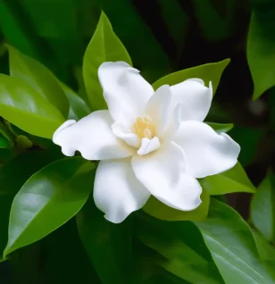 Cape Jasmine – Liver-cleansing ingredient in Interstellar Blends, promoting bile flow and skin health.