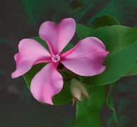 Catharantus roseus – A bright depiction of Catharantus roseus (Madagascar periwinkle), an herb in Interstellar Blends used for its alkaloid content and cellular health.