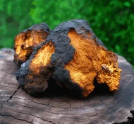 Chaga (Inonotus obliquus) – A detailed photo of Chaga mushroom, a superfood in Interstellar Blends for immune function and cellular support.