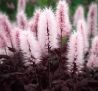 Cimicifuga foetida (Foetid Bugbane, Chinese Black Cohosh) – Traditional herb in Interstellar Blends, supporting hormonal balance, menopausal relief, and anti-inflammatory benefits.