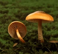 Clitocybe aurantiaca (Golden Funnel Mushroom) – Rare medicinal mushroom in Interstellar Blends, supporting immune function, antioxidant defense, and cognitive health.